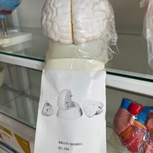 Brain model