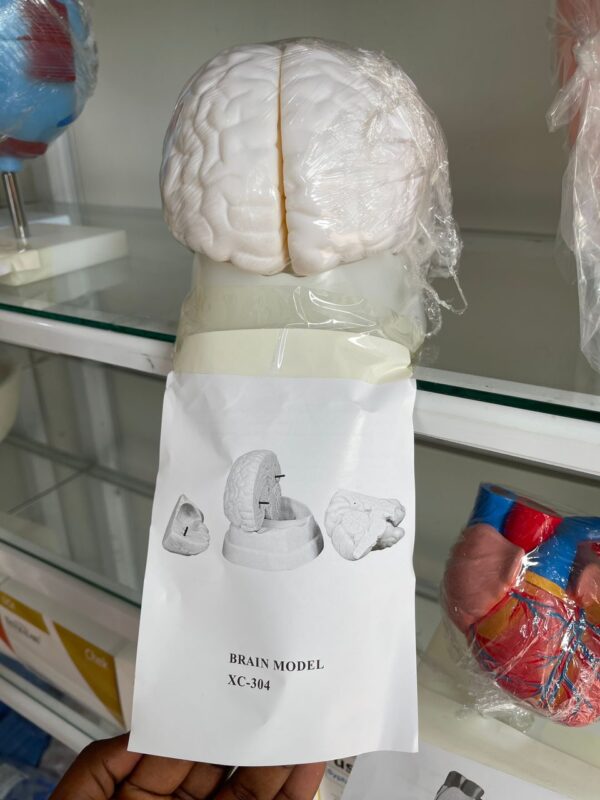 Brain model