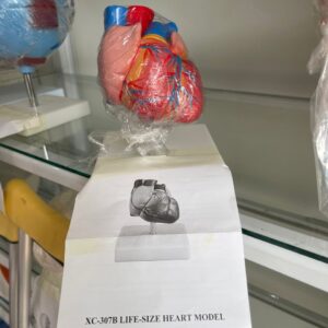 Heart model