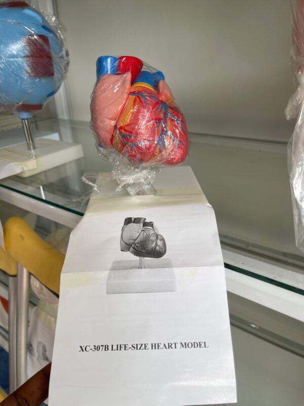 Heart model