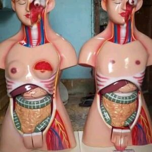 Human torso
