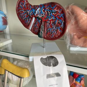 Liver model