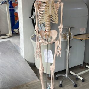 Skeleton
