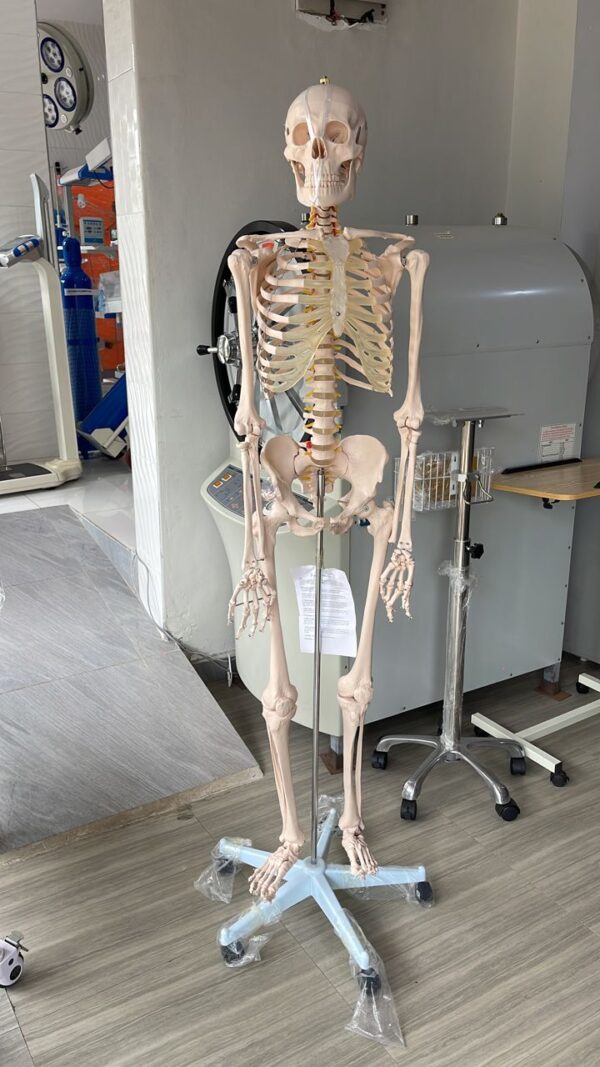Skeleton