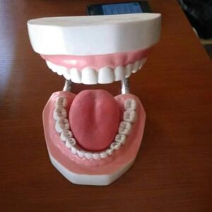 Tooth Model