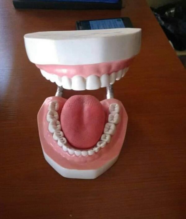 Tooth Model